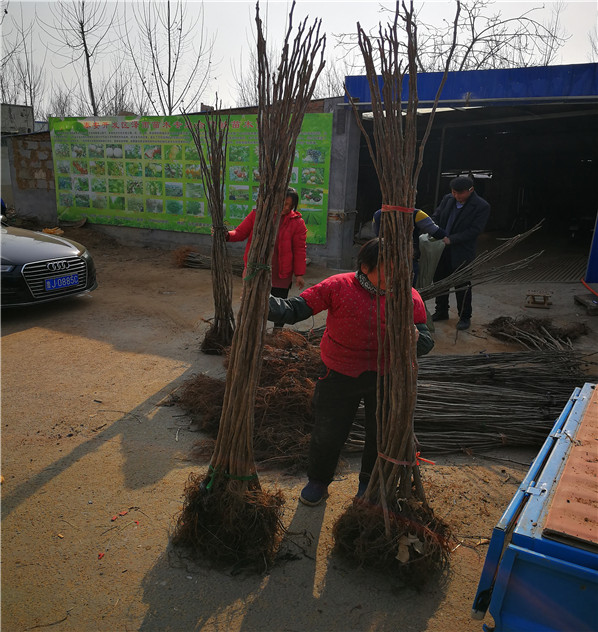 福建白蜜无花果苗、福建白蜜无花果苗、福建白蜜无花果苗介绍