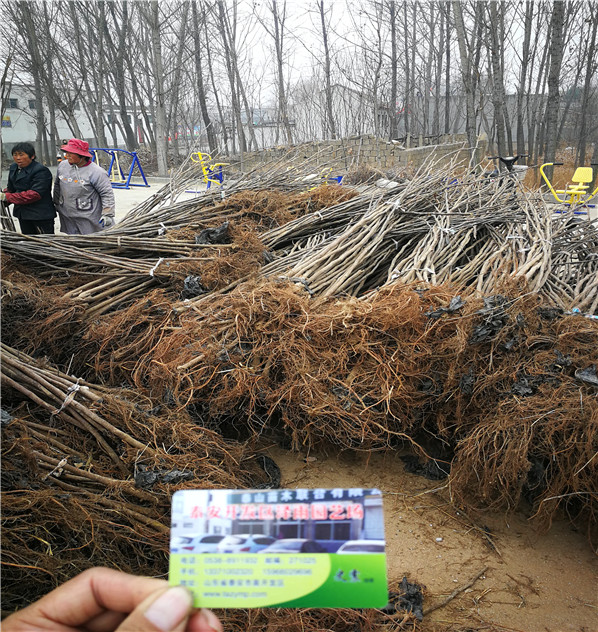 的美味華麗無花果苗、基地便宜價錢,施肥與管理