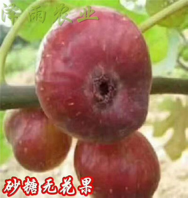 巴劳奈无花果苗、便宜苗纯的巴劳奈无花果苗、巴劳奈无花果苗病虫害防治