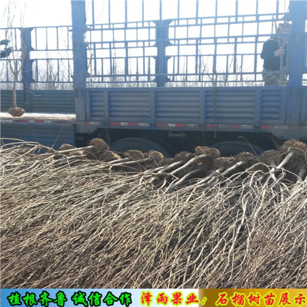 盆栽泰山紅石榴苗批發(fā)基地、泰山紅石榴苗供應(yīng)