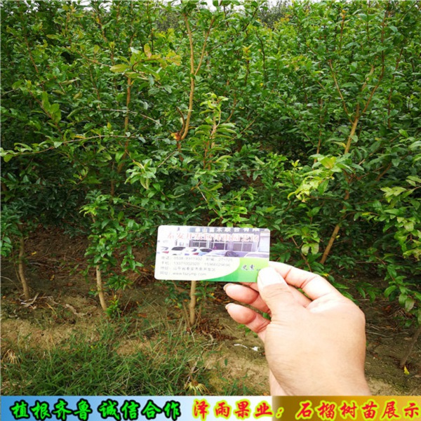 3年紅巨蜜石榴苗批發(fā)基地、紅巨蜜石榴苗批發(fā)
