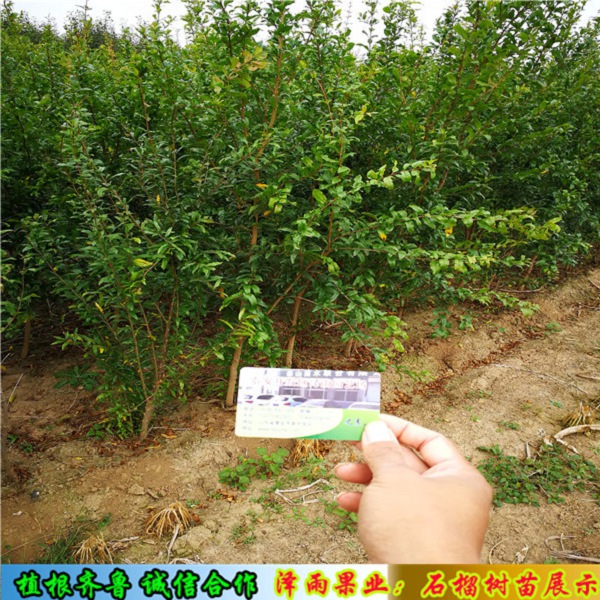 盆栽泰山紅石榴苗批發(fā)基地、泰山紅石榴苗供應(yīng)
