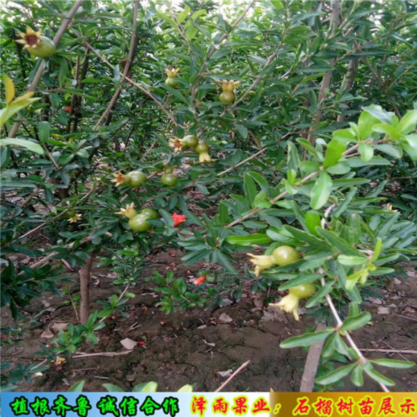 盆栽泰山紅石榴苗批發(fā)基地、泰山紅石榴苗供應(yīng)
