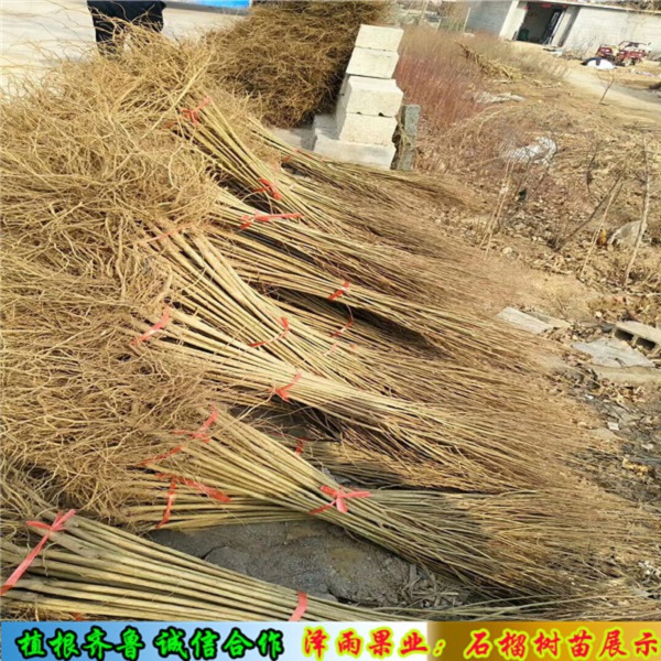 盆栽水晶石榴苗哪里供應、水晶石榴苗哪里有