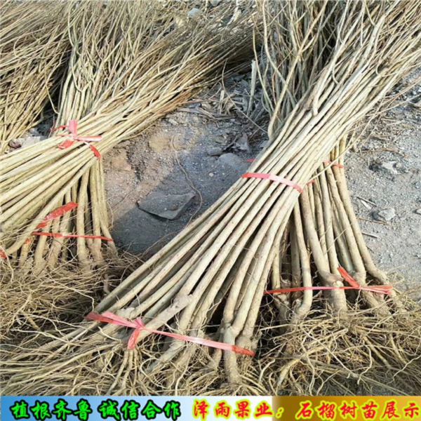2年石榴苗怎么賣(mài)、石榴苗基地