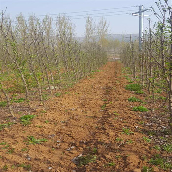 世界一号苹果树苗供应厂家、附加值高品种