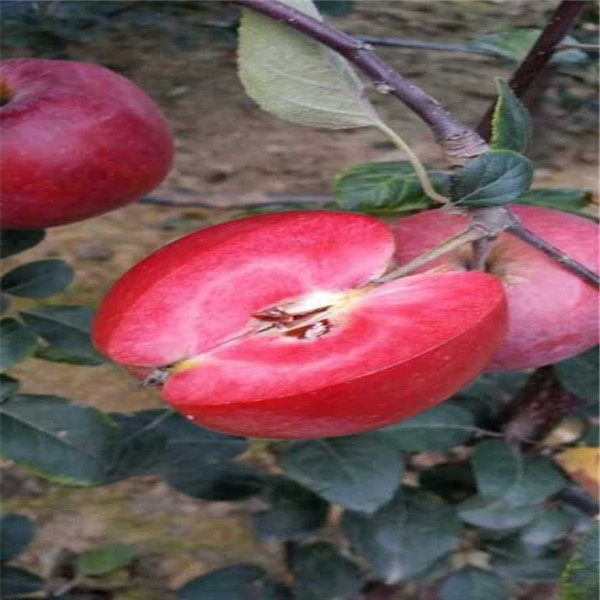 维纳斯黄金苹果树苗，1年生红将军苹果树 口感香甜 根系发达