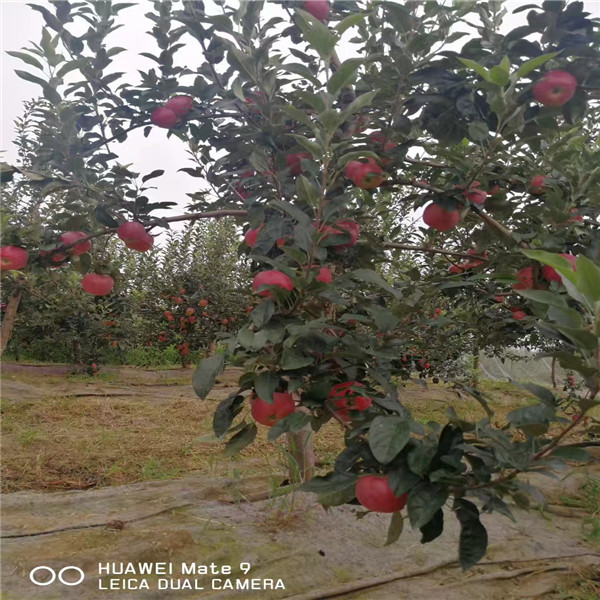 西藏寒富苹果树苗培育基地