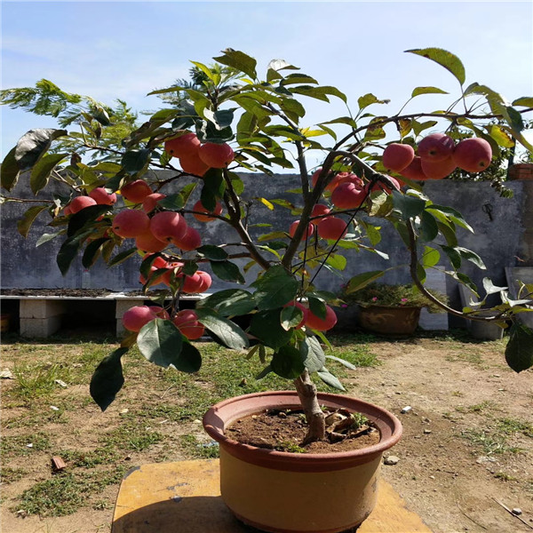 秦阳苹果树苗圃直供，适合种植