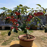 黄金奶油苹果树批发基地，适合种植图片1