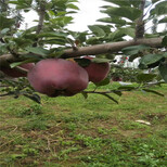 黄金奶油苹果树批发基地，适合种植图片2