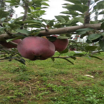 矮化砧木Y1香妃苹果苗栽植要求、寒富苹果树苗