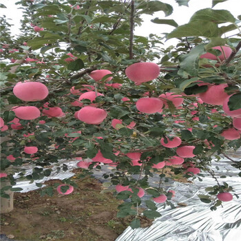嘎啦苹果树批发苗圃，高产品种