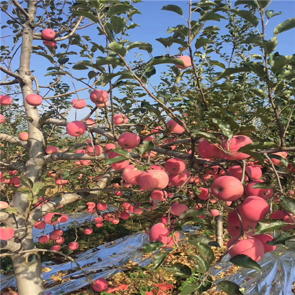 蛇果苹果树苗，矮化粉红女士苹果苗 保湿邮寄