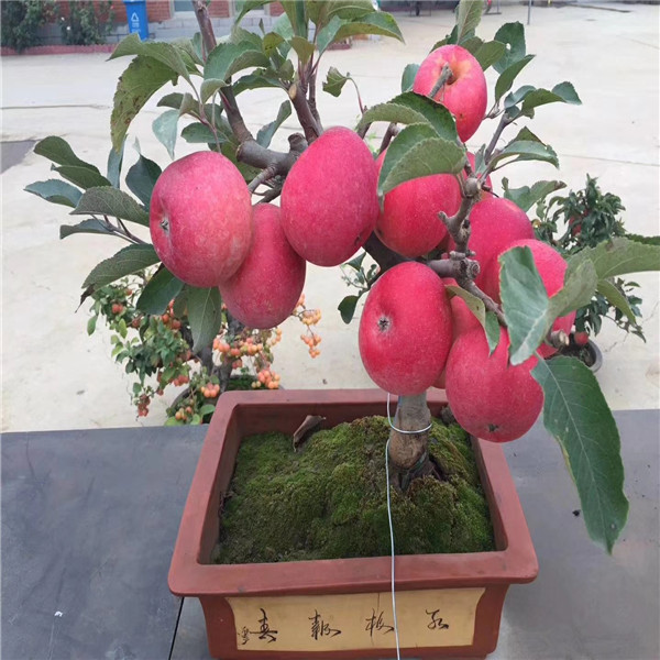 矮化Y1砧木寒富苹果苗种植要求，瑞雪苹果树苗树苗
