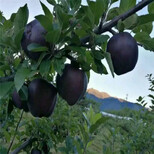 寒富苹果树苗苗圃有、包成活厂家图片3