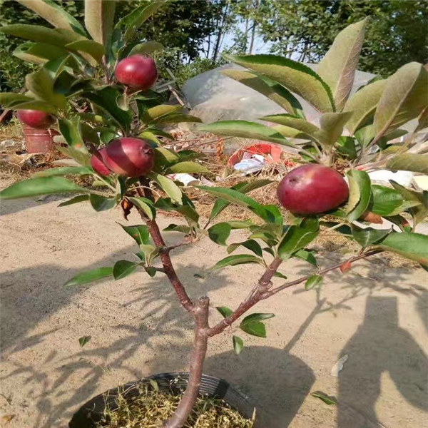 瑞普丽苹果树苗，矮化M7优系砧木瑞普丽苹果树苗 口感香甜 根系发达