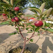 皇家嘎啦苹果树销售，优质种苗图片