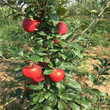 湖南華碩蘋果樹苗苗木品種問答圖片