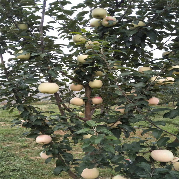 西藏寒富苹果树苗培育基地