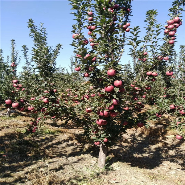 甘红苹果树苗，m9t337砧木嫁接露丽苹果树 露天设施都可种植