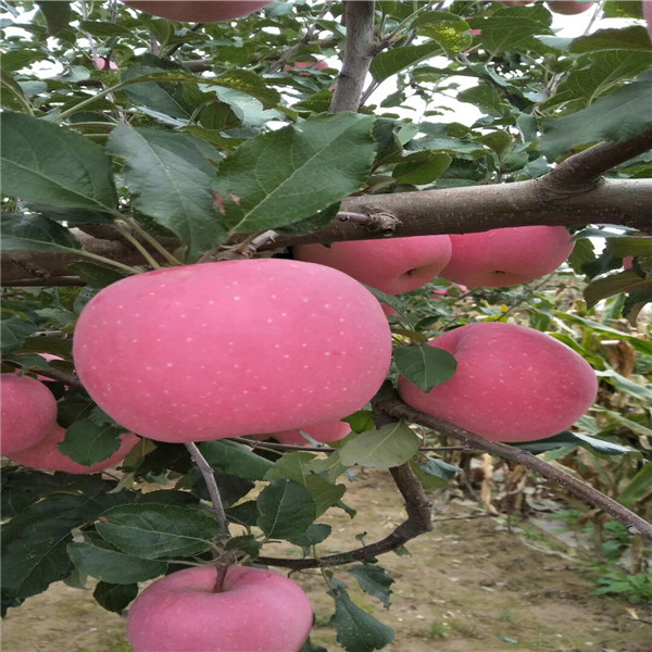 新红星苹果树苗圃便宜，适合种植