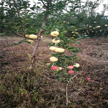 麦露西苹果树，矮化M7优系砧木米奇啦苹果苗门市价易成活