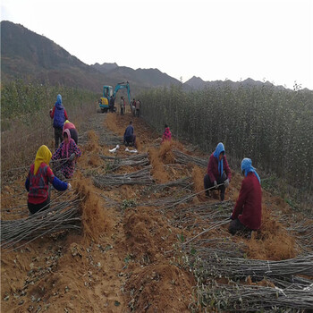 麦露西苹果树，矮化M7优系砧木米奇啦苹果苗门市价易成活