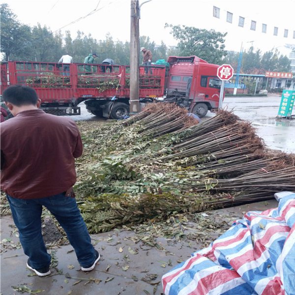 矮化红油香椿苗，一年生矮化红油香椿苗种植时间