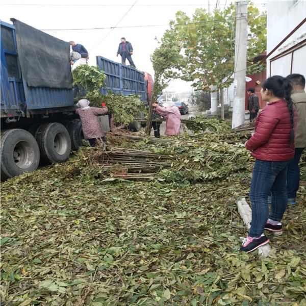 矮化香椿苗，五年矮化香椿苗主要产地