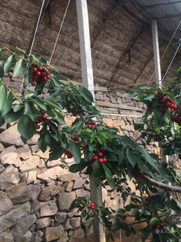 吉林矮化吉塞拉6號苗基地
