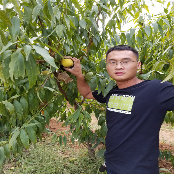 6-25油蟠桃树今年批发价格，上海