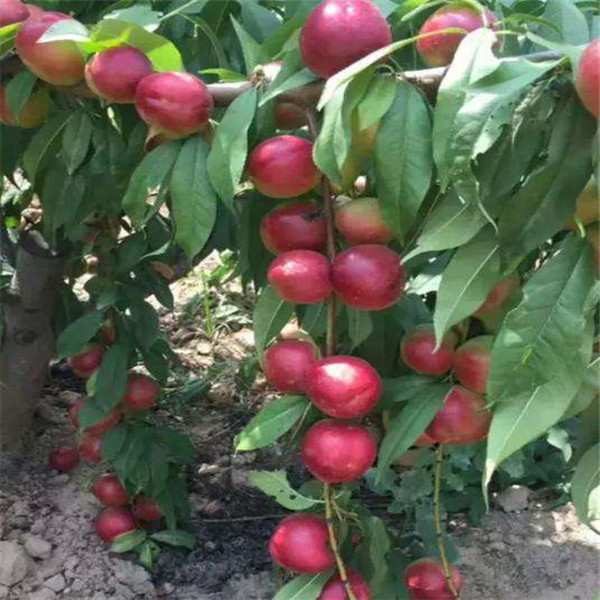 金秋超黄桃树品种，新疆