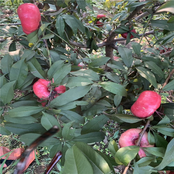口感崔天 外形美观红仙脆桃树苗，当年结果的