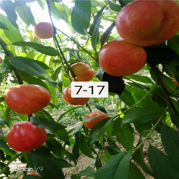 红艳桃树苗，5公分金秋丽桃树苗2023年秋季报价
