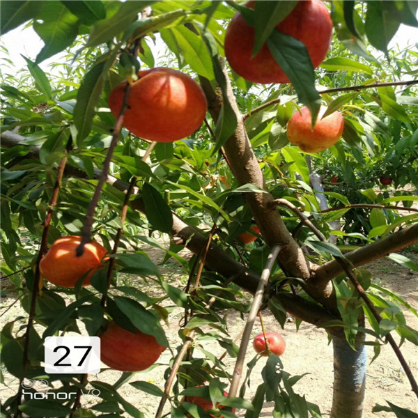 齊魯金鳳黃桃苗種植技術(shù)，保濕加冰運輸