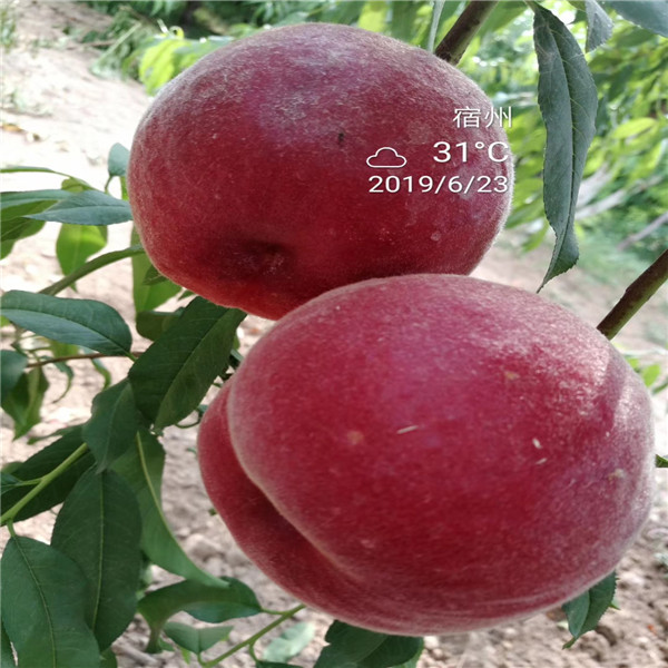 红艳桃树苗，5公分金秋丽桃树苗2023年秋季报价