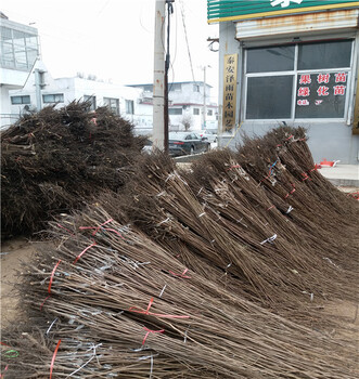 昆明柿子树苗便宜培育基地、修剪技术