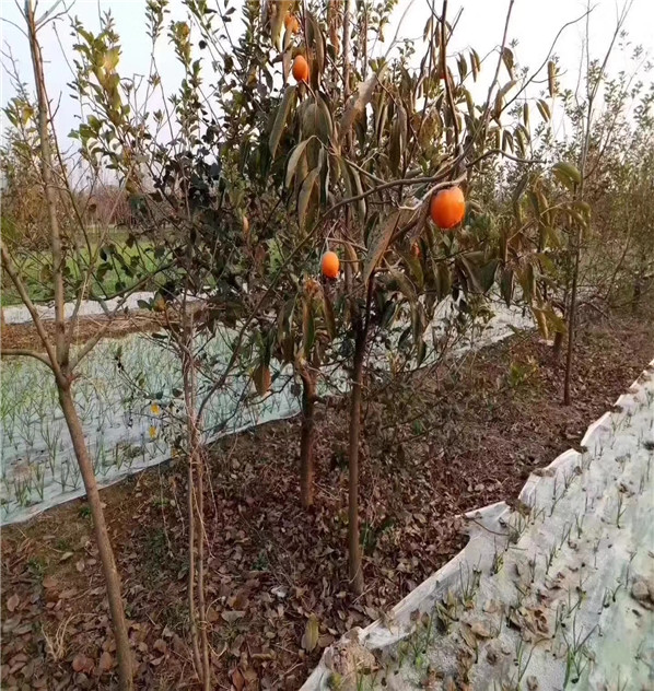 武汉日本甜柿子苗便宜价格、修剪技术