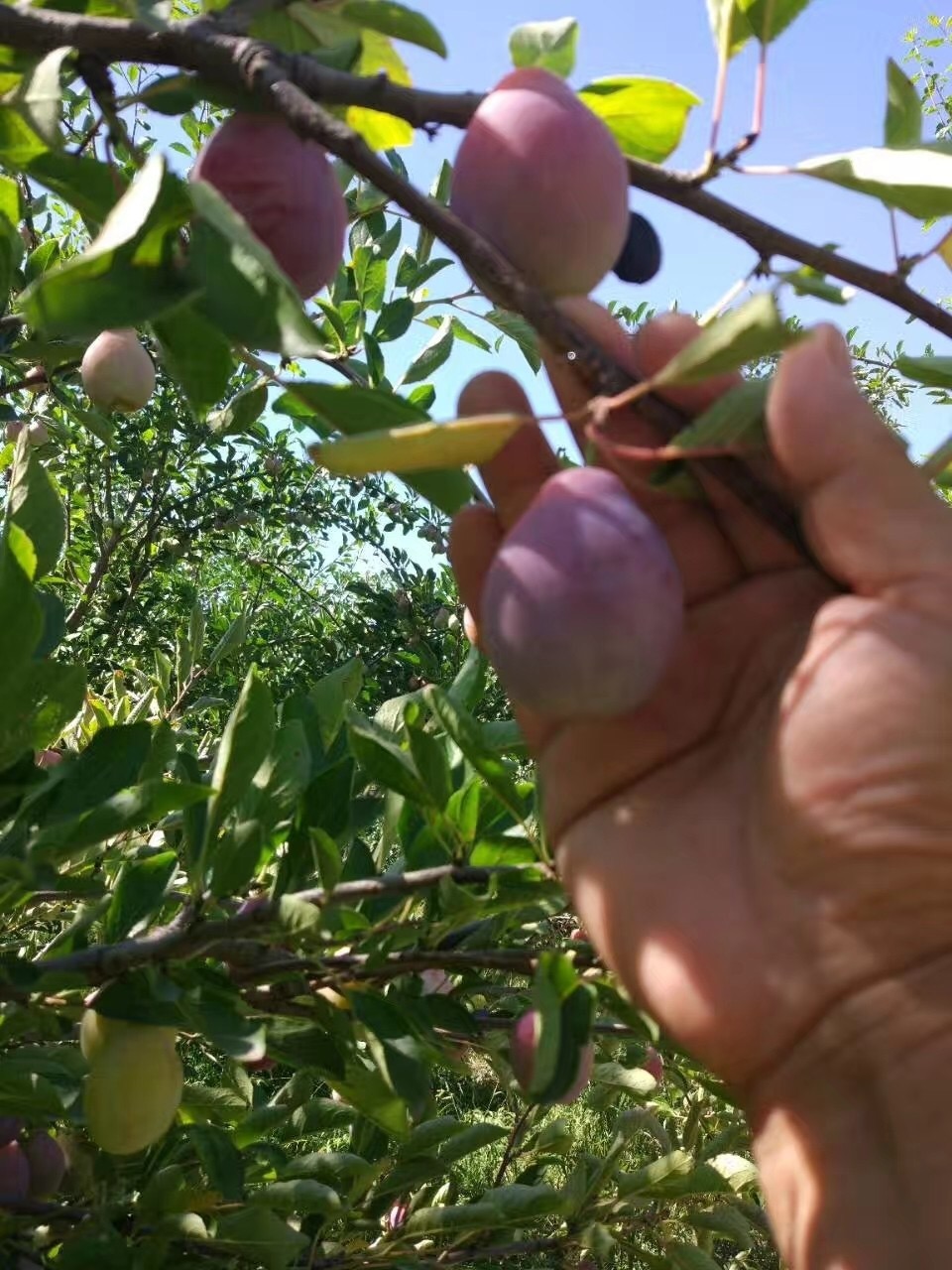 卯爷西梅树树苗，1年生澳洲血李子树 自花结实