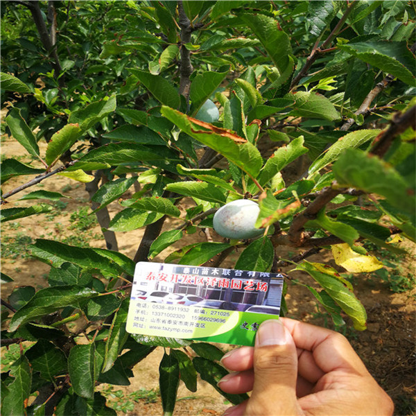 澳洲血李子苗，09的日本樱桃李子树 全国邮寄 2公分当年结果