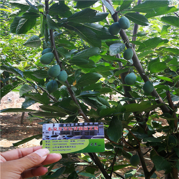 澳洲血李子苗，09的日本樱桃李子树 全国邮寄 2公分当年结果