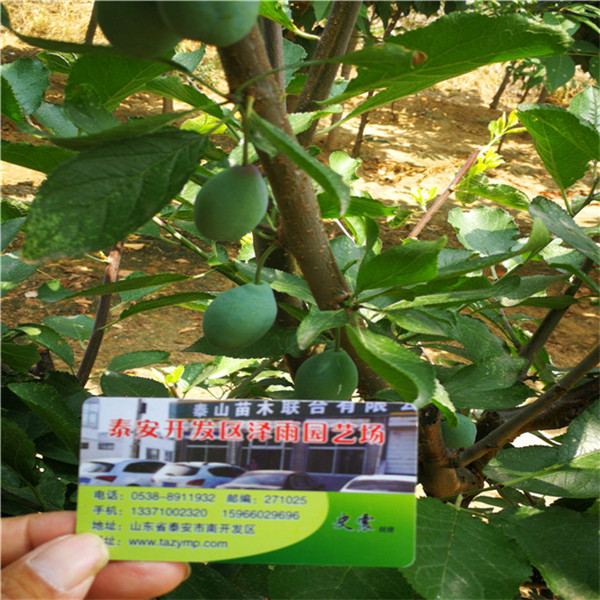 4年斯坦雷西梅樹(shù)苗主要價(jià)格低