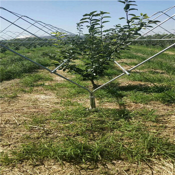 山农酥梨树树苗个头大甜度高1年生-2年生-3年生秋月梨苗