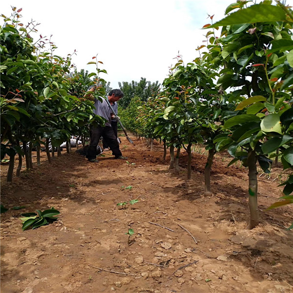  植株健壮 根系发达山农酥梨树苗，3公分阿巴特梨树