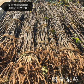 3公分4公分5公分6公分7公分8公分玉露香梨樹苗基地批發(fā)價格