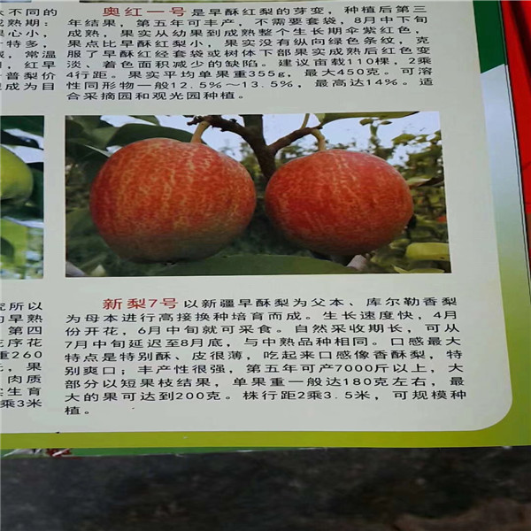 新梨7号梨苗 当年结果产量高 08的-09的晚秋黄梨树苗