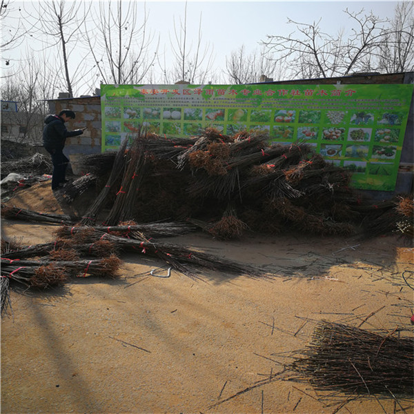  基地指导种植蜜脆李子苗，血香妃李子苗