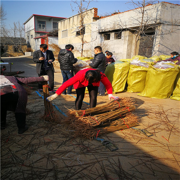  根系发达 基地晚熟青翠李子苗，日本樱桃李子苗