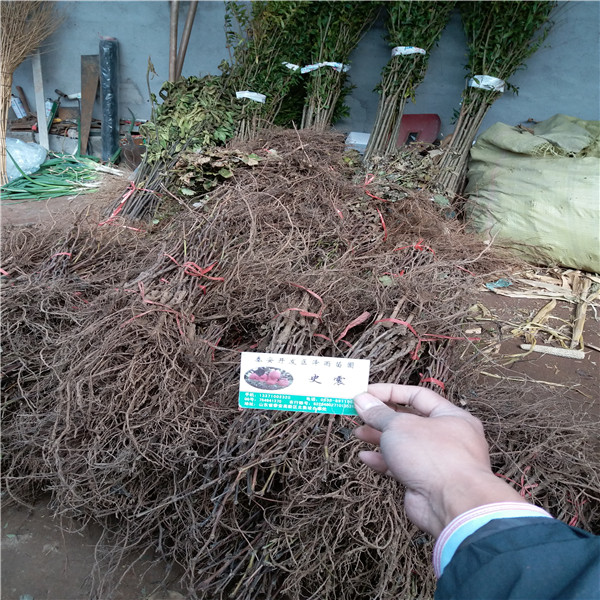 無核白雞心葡萄苗苗圃推薦、種植技術(shù)